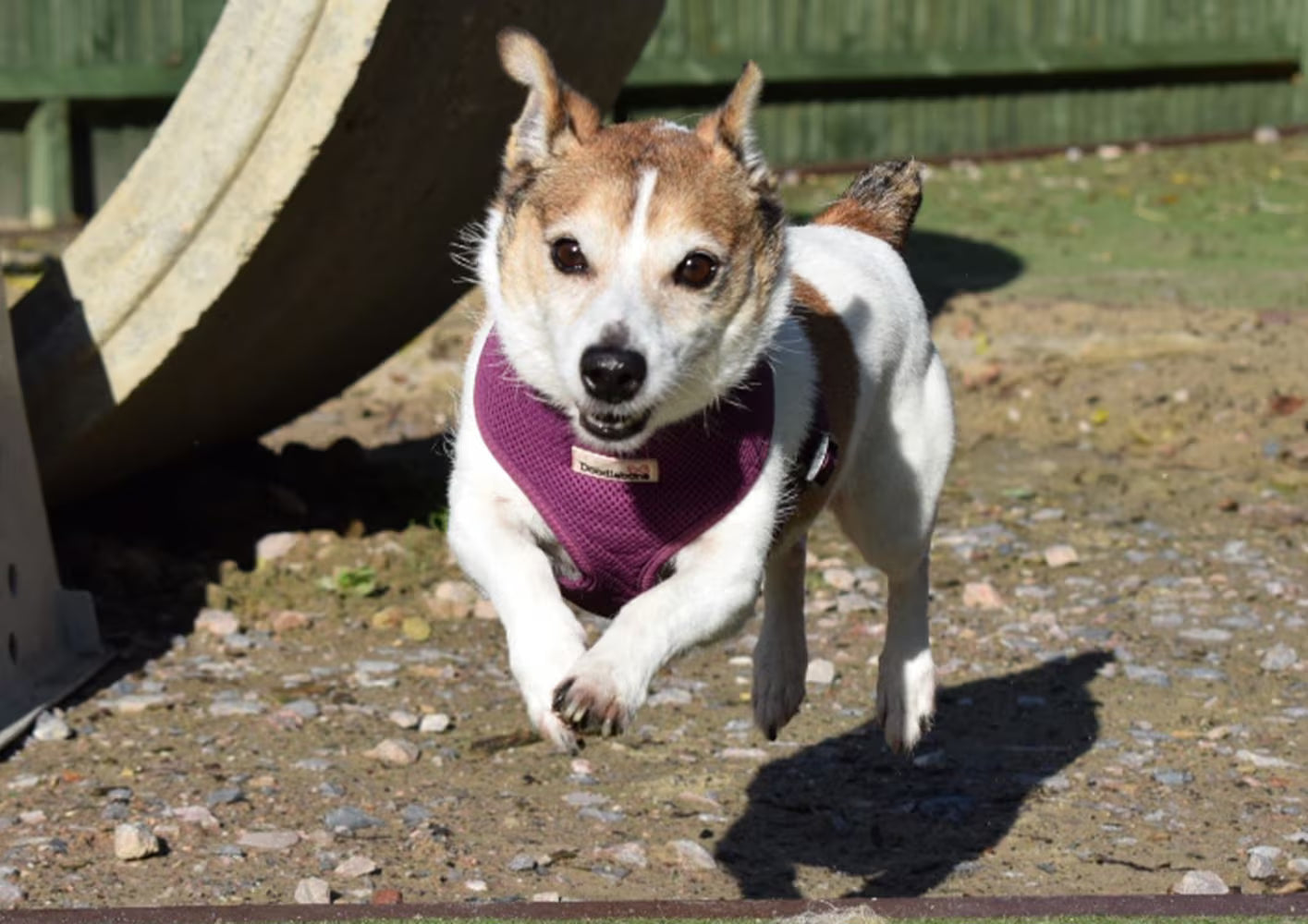 Exercising With Your Dog – Keeping Tails Wagging at Every Age
