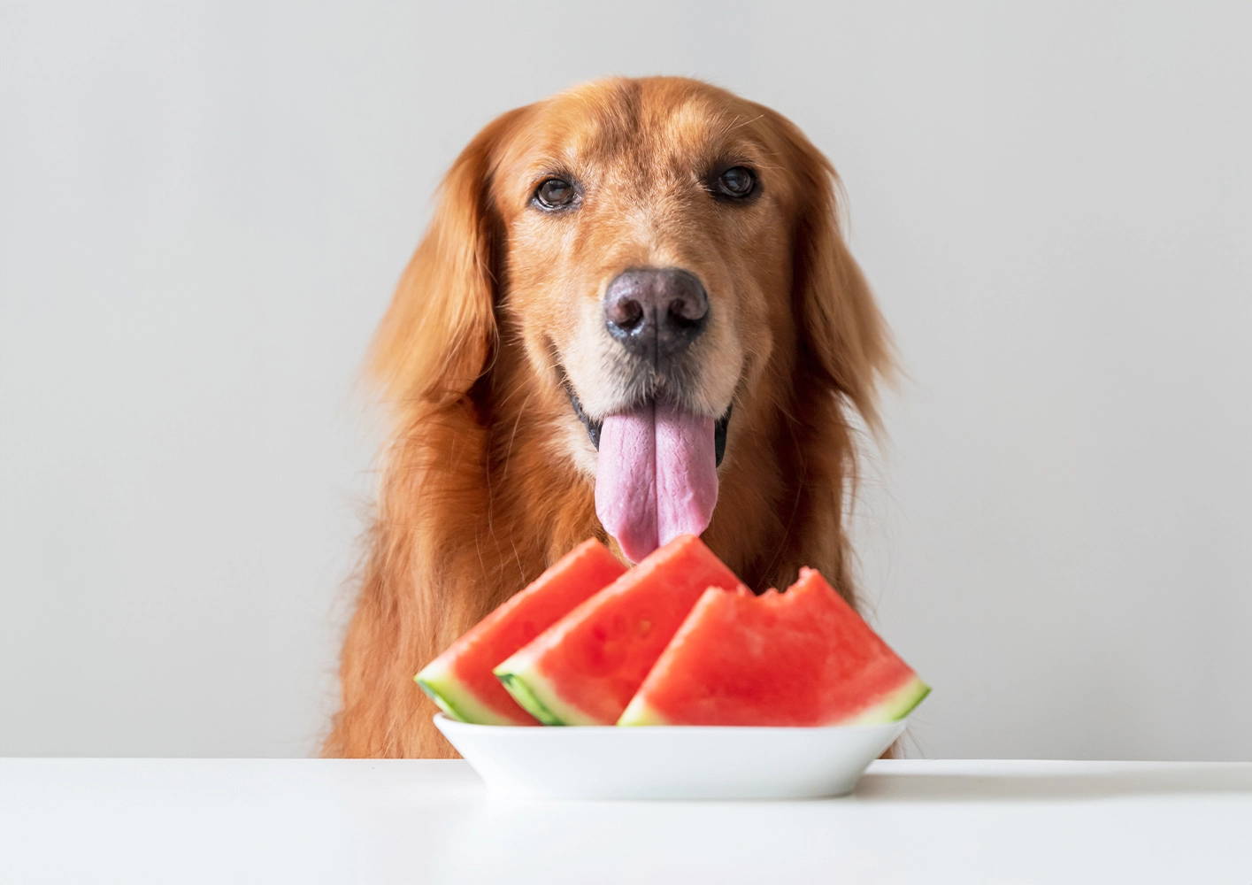 Healthy Homemade Dog Treats