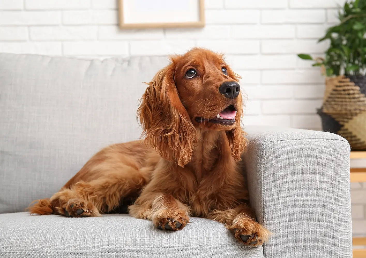 Dog body language: What is your pooch trying to tell you?